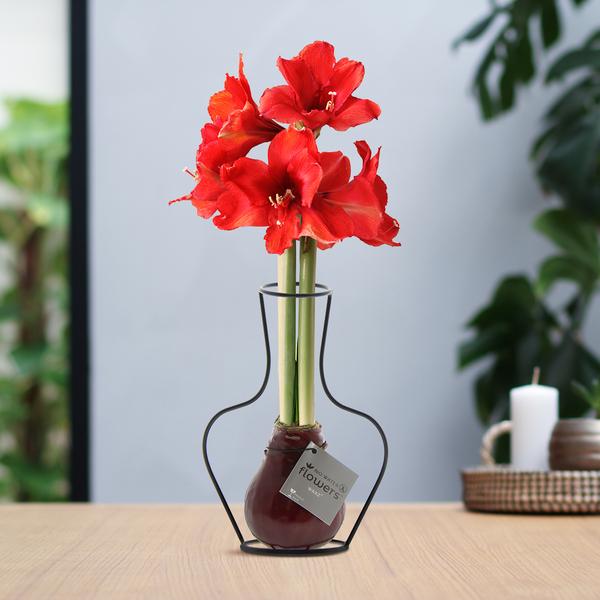 No Water Flowers® (wax amaryllis) | Formz Classic – Bordeaux + Red flower