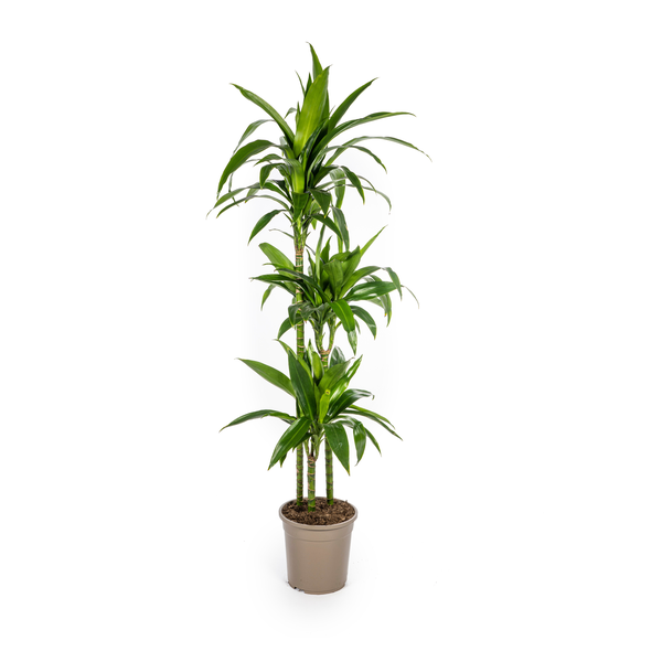 Dracaena Deremensis Lisa Ø24cm – ↕140cm