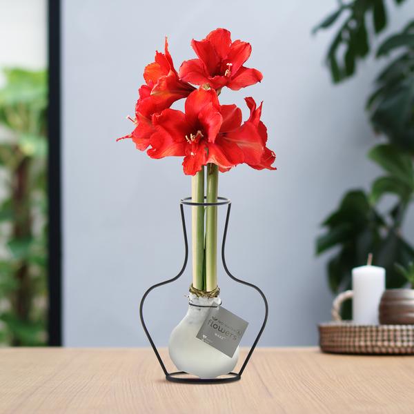 No Water Flowers® (wax amaryllis) | Formz Classic – White + Red flower