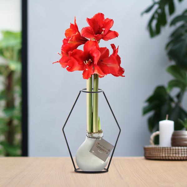 No Water Flowers® (wax amaryllis) | Formz Modern – White + Red flower