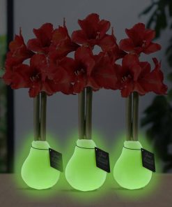 No Water Flowers® (wax amaryllis) | Formz Modern