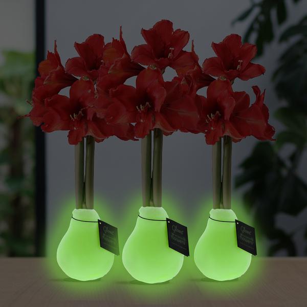 No Water Flowers® (wax amaryllis) | Formz Modern