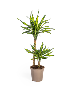 Dracaena Deremensis Rikki Ø19cm – ↕80cm