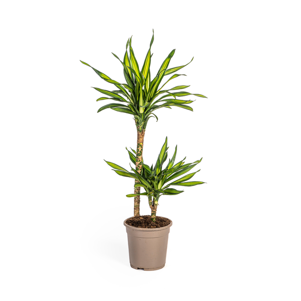 Dracaena Deremensis Rikki Ø19cm – ↕80cm