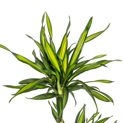 Dracaena Deremensis Rikki Ø19cm - ↕80cm – Bild 2