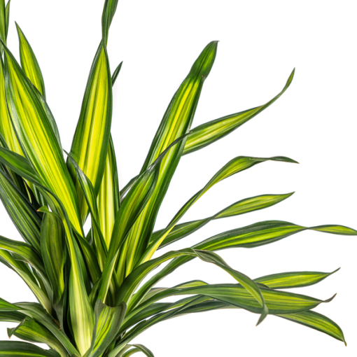 Dracaena Deremensis Rikki Ø19cm - ↕80cm – Bild 3