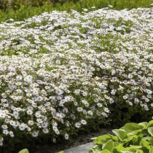 Aster ageratoides 'Ashvi' - ↕25cm - Ø9cm - 12x – Bild 6