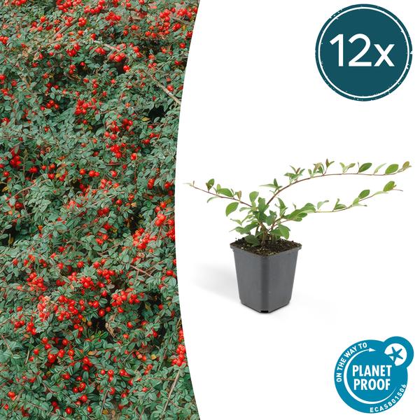 Cotoneaster dam. ‚Major‘ – ↕25cm – Ø9cm – 12x