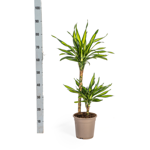 Dracaena Deremensis Rikki Ø19cm - ↕80cm – Bild 4