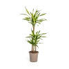 Dracaena Deremensis Rikki Ø21cm – ↕100cm