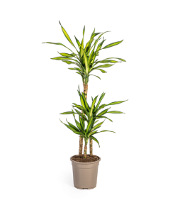 Dracaena Deremensis Rikki Ø21cm – ↕100cm