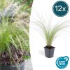 Stipa tenuissima ‚Ponytails‘ – ↕10-25cm – Ø9cm – 12x