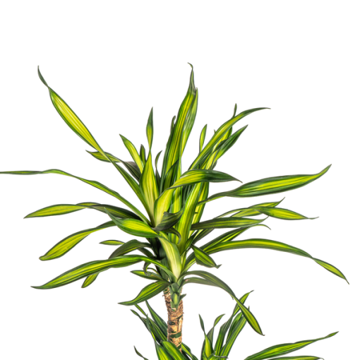 Dracaena Deremensis Rikki Ø21cm - ↕100cm – Bild 2