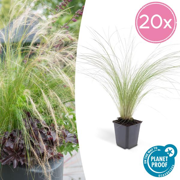 Stipa tenuissima ‚Ponytails‘ – ↕10-25cm – Ø9cm – 20x