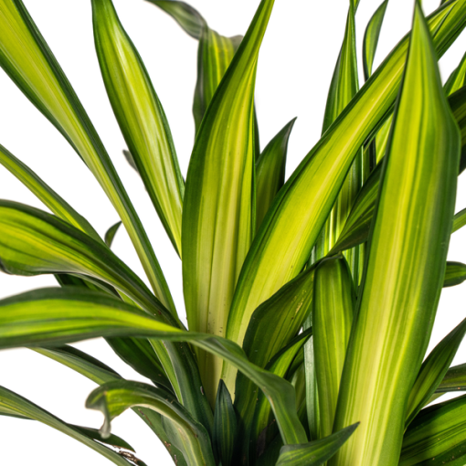 Dracaena Deremensis Rikki Ø21cm - ↕100cm – Bild 3