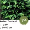 Berberis thunbergii – ↕30-50cm – kale wortel – 25x