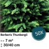 Berberis thunbergii – ↕30-50cm – kale wortel – 50x