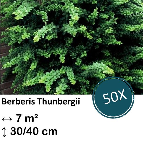 Berberis thunbergii – ↕30-50cm – kale wortel – 50x