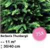 Berberis thunbergii – ↕30-50cm – kale wortel – 75x