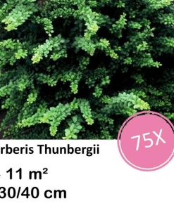 Berberis thunbergii – ↕30-50cm – kale wortel – 75x