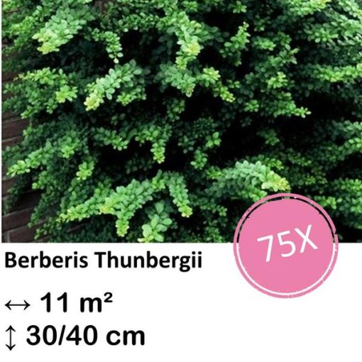 Berberis thunbergii - ↕30-50cm - kale wortel - 75x