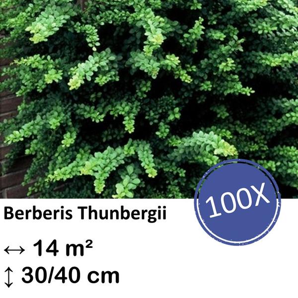 Berberis thunbergii – ↕30-50cm – kale wortel – 100x