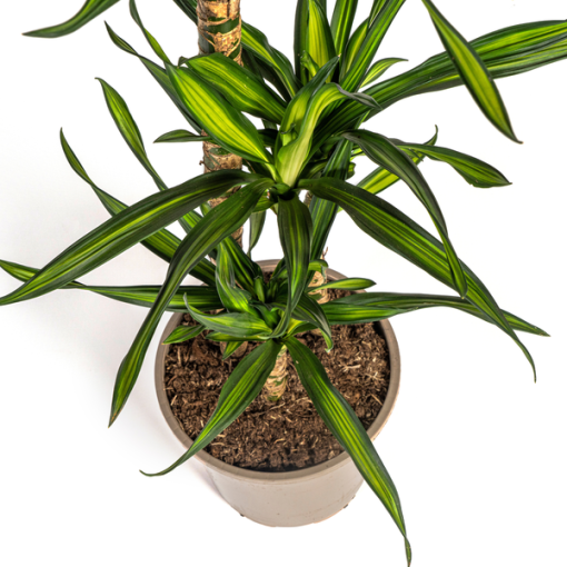 Dracaena Deremensis Rikki Ø21cm - ↕100cm – Bild 4