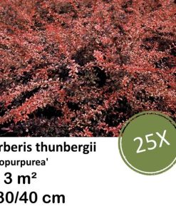 Berberis thunbergii ‚Atropurpurea‘ – ↕30-50cm – kale wortel – 25x