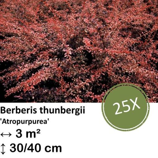 Berberis thunbergii 'Atropurpurea' - ↕30-50cm - kale wortel - 25x