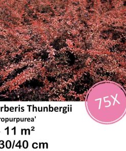 Berberis thunbergii ‚Atropurpurea‘ – ↕30-50cm – kale wortel – 75x