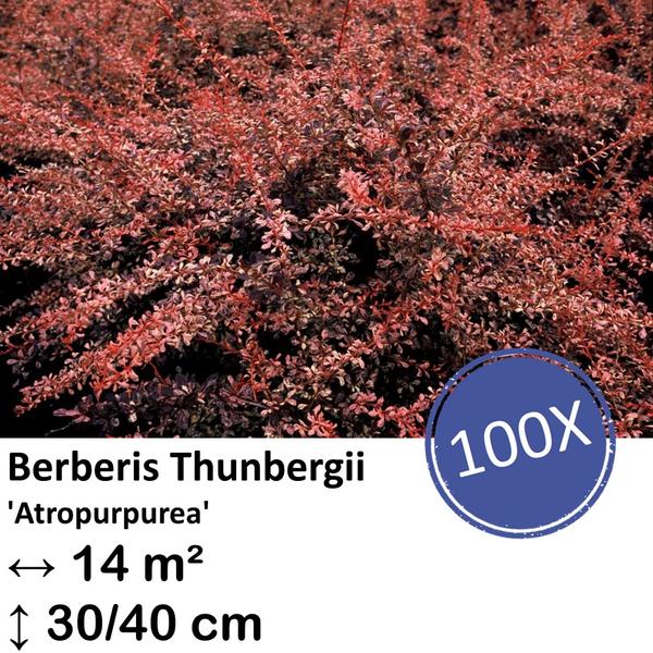 Berberis thunbergii ‚Atropurpurea‘ – ↕30-50cm – kale wortel – 100x