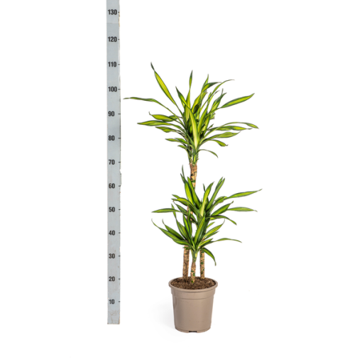 Dracaena Deremensis Rikki Ø21cm - ↕100cm – Bild 5