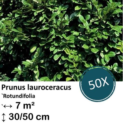 Prunus lauroceracus `Rotundifolia`- ↕30-50cm - kale wortel - 50x