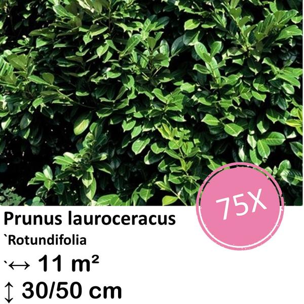 Prunus lauroceracus `Rotundifolia`- ↕30-50cm – kale wortel – 75x