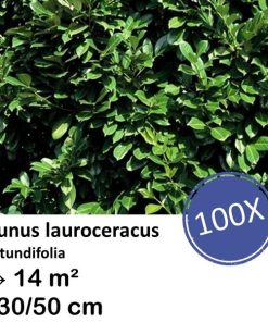 Prunus lauroceracus `Rotundifolia`- ↕30-50cm – kale wortel – 100x