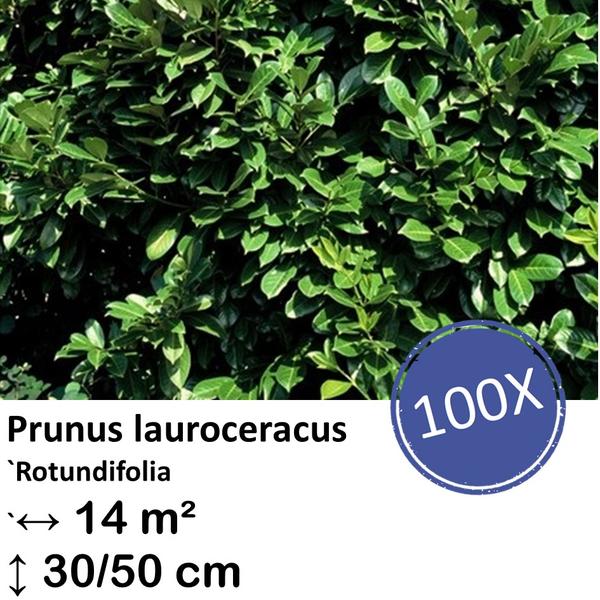 Prunus lauroceracus `Rotundifolia`- ↕30-50cm – kale wortel – 100x