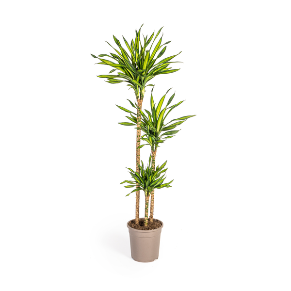 Dracaena Deremensis Rikki Ø24cm – ↕140cm