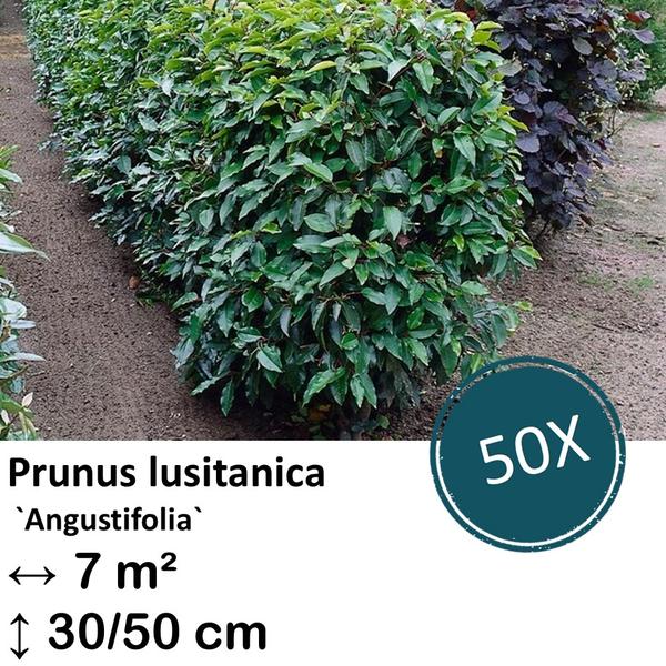 Prunus lusitanica `Angustifolia`- ↕30-50cm – kale wortel – 50x