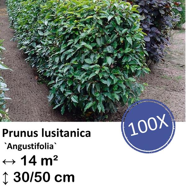 Prunus lusitanica `Angustifolia`- ↕30-50cm – kale wortel – 100x