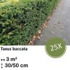 Taxus baccata – ↕30-50cm – kale wortel – 25x