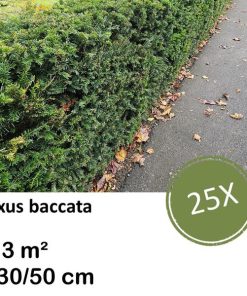 Taxus baccata – ↕30-50cm – kale wortel – 25x