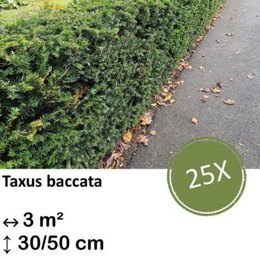 Taxus baccata - ↕30-50cm - kale wortel - 25x