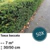 Taxus baccata – ↕30-50cm – kale wortel – 50x