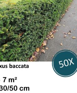 Taxus baccata – ↕30-50cm – kale wortel – 50x