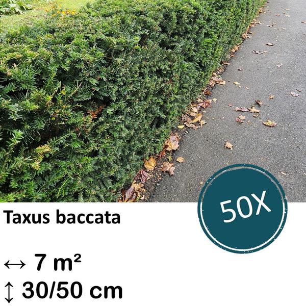 Taxus baccata – ↕30-50cm – kale wortel – 50x