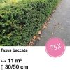 Taxus baccata – ↕30-50cm – kale wortel – 75x