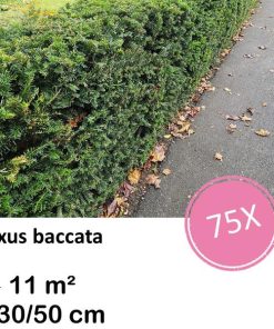 Taxus baccata – ↕30-50cm – kale wortel – 75x