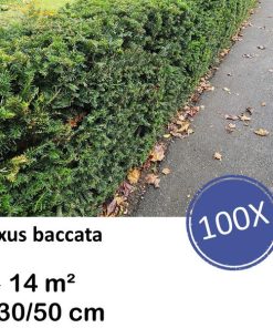 Taxus baccata – ↕30-50cm – kale wortel – 100x