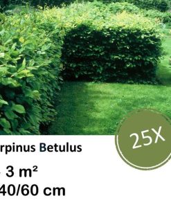 Carpinus Betulus – Kale wortel – 40/60 – 25x