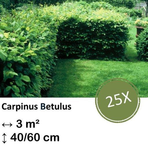 Carpinus Betulus - Kale wortel - 40/60 - 25x